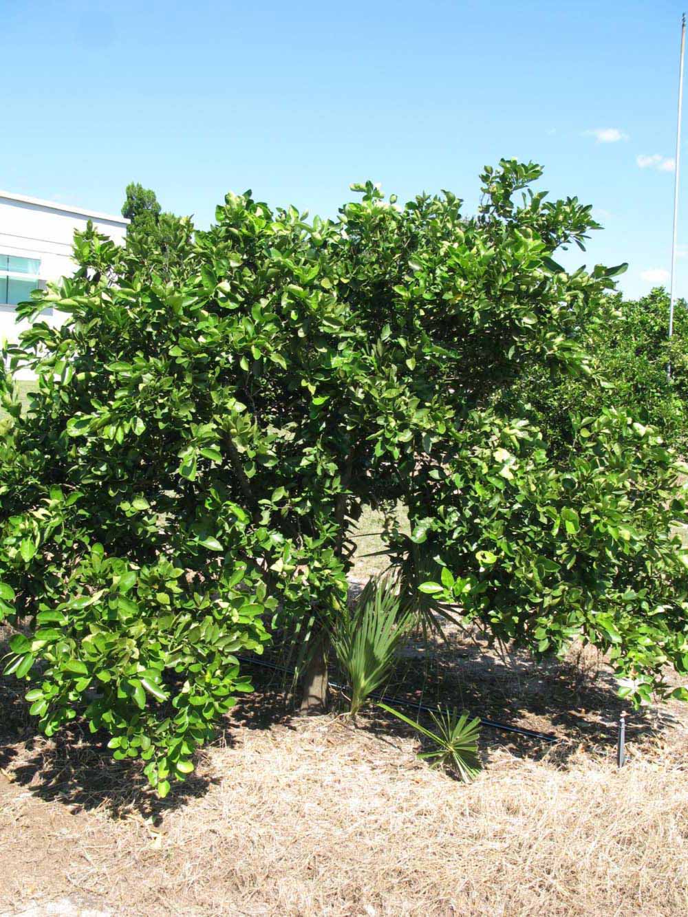              Habit (Winter Haven, FL)       